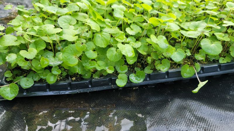 운봉골농원(배강조)님의 장터 판매 상품 [잔대 105구 트레이모종 한판] 첨부 사진