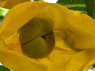 김안식~납작복숭아님의 자유주제 · 자유게시판 작성글 사진