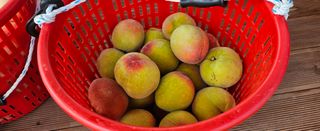 종합선물세트님의 농사, 무엇이든 물어보세요! · 참여글 작성글 사진