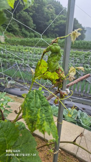 김진님의 자유주제 · 자유게시판 작성글 사진