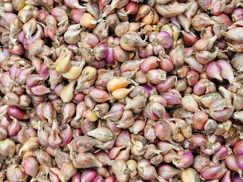 콩이53님의 장터 판매 상품 [판매완료] 첨부 사진