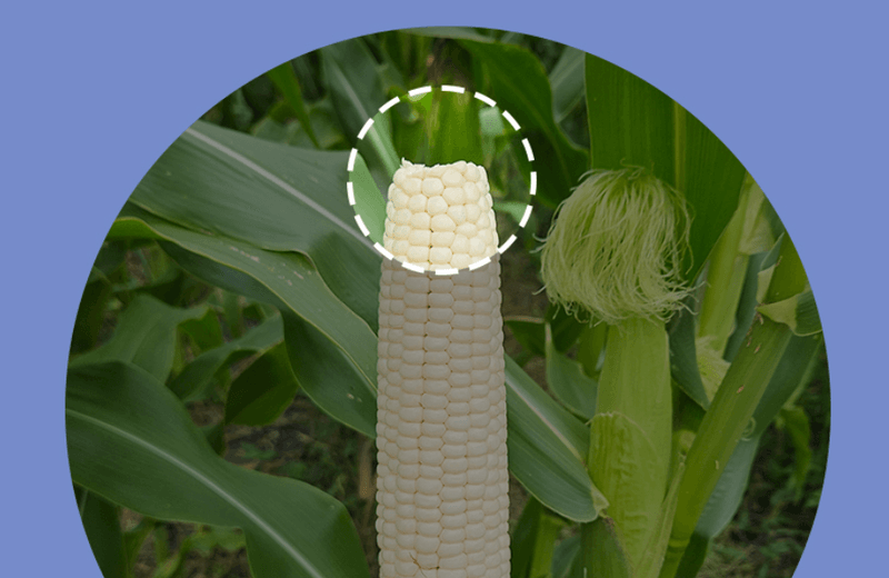 스피드번님의 장터 판매 상품 [(냉동) 강원도 미백옥수수] 첨부 사진