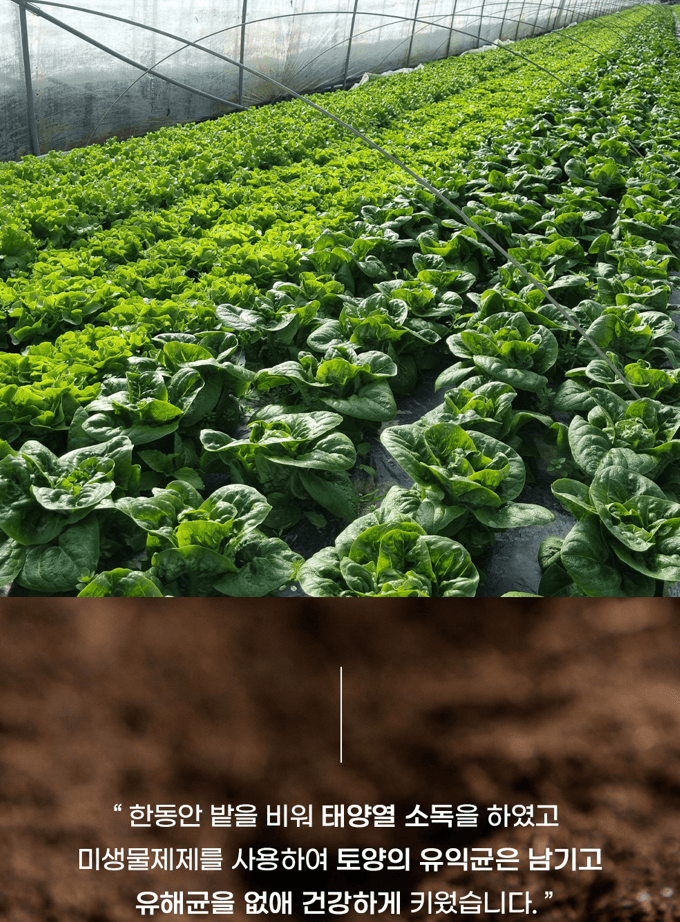 스피드번님의 장터 판매 상품 [[GAP] 유러피안 채소] 첨부 사진