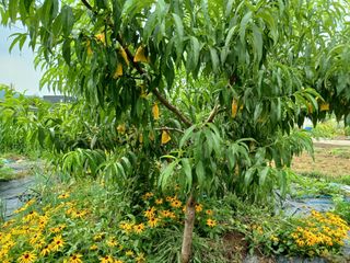 금동이네님의 자유주제 · 자유게시판 작성글 사진