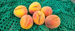 종합선물세트님의 농사, 무엇이든 물어보세요! · 참여글 작성글 사진