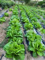 팜모닝 · 게시글 이미지