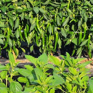 고추13184님의 자유주제 · 자유게시판 작성글 사진