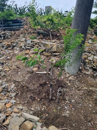 김용대님의 자유주제 · 자유게시판 작성글 사진