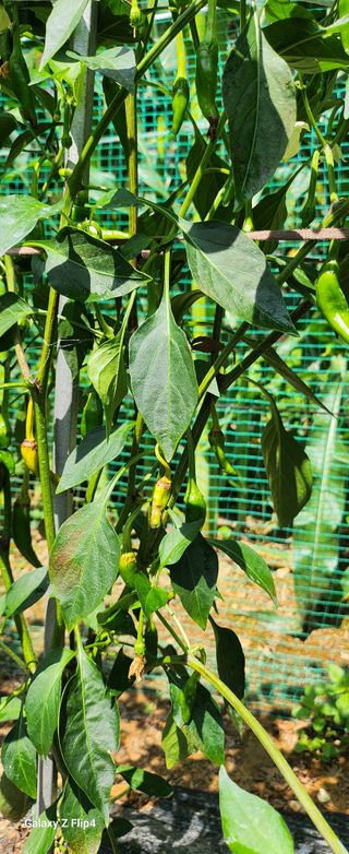 청람정상님의 자유주제 · 자유게시판 작성글 사진