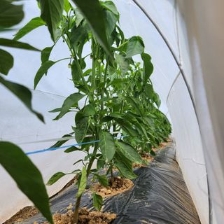 고추13184님의 자유주제 · 자유게시판 작성글 사진