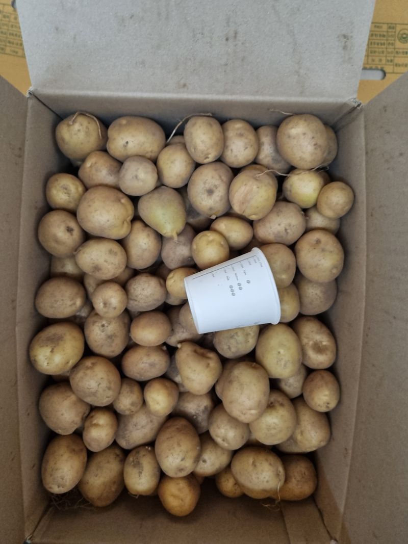 원인호님의 장터 판매 상품 [햇감자 10키로] 첨부 사진