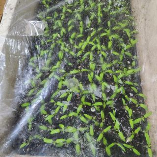 고추13184님의 자유주제 · 자유게시판 작성글 사진