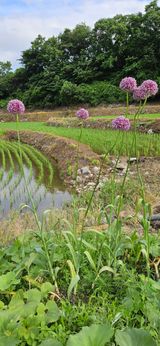 팜모닝 자유주제·자유게시판 게시글 이미지
