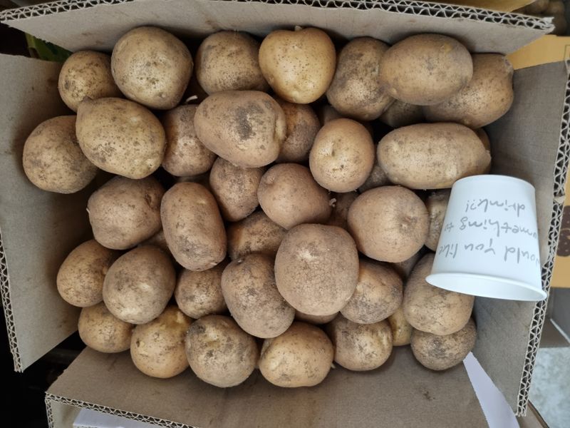 원인호님의 장터 판매 상품 [햇감자 10키로] 첨부 사진