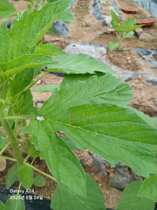 론멜님의 자유주제 · 자유게시판 작성글 사진