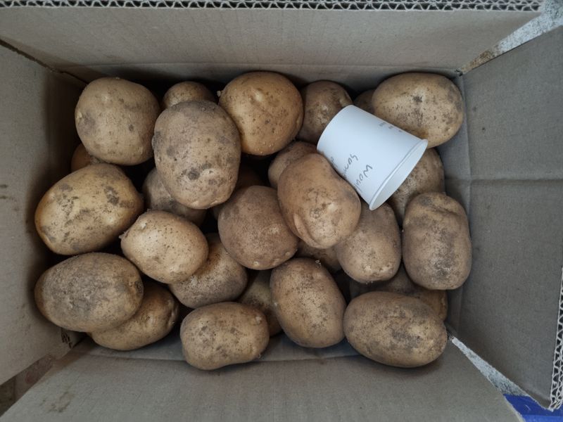 원인호님의 장터 판매 상품 [햇감자 10키로] 첨부 사진