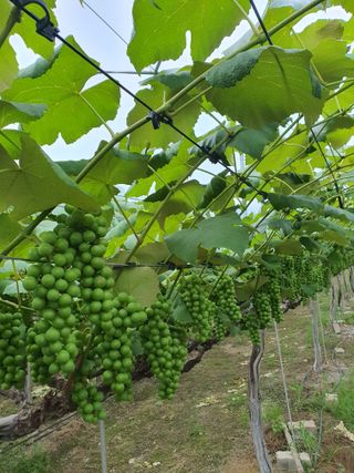 소백산단산포도이종석님의 자유주제 · 자유게시판 작성글 사진