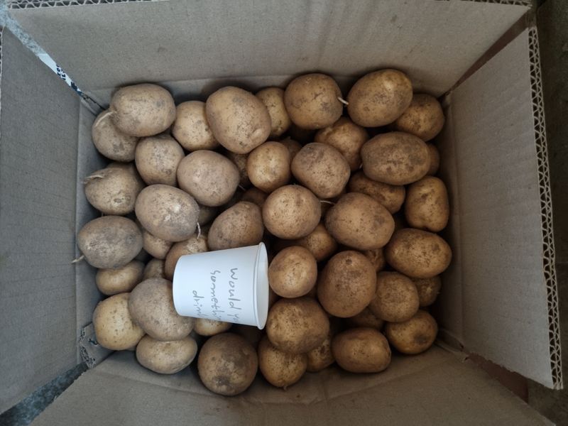 원인호님의 장터 판매 상품 [햇감자 10키로] 첨부 사진