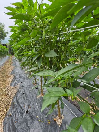 청운농원육묘장님의 고추 · 지주설치•유인•성장 작성글 사진