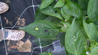 용인농부님의 고추 · 일상 작성글 사진