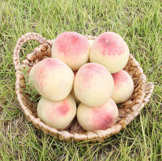 장터 상품 [딱딱이 털복숭아] 썸네일