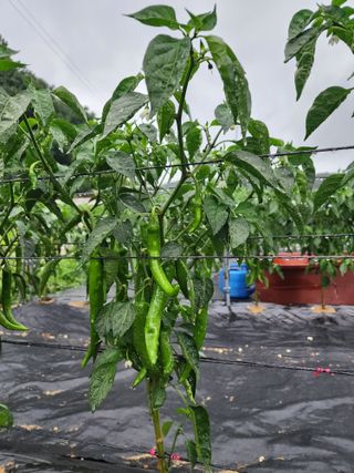 최미라님의 자유주제 · 건의해요 작성글 사진