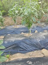 팜모닝 자유주제·자유게시판 게시글 이미지