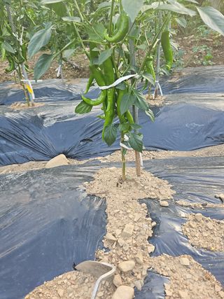 청산거사님의 자유주제 · 자유게시판 작성글 사진