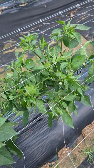 용인농부님의 고추 · 일상 작성글 사진