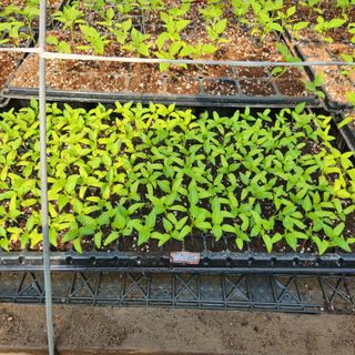 고추13184님의 자유주제 · 자유게시판 작성글 사진