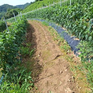 오영도님의 자유주제 · 자유게시판 작성글 사진