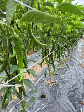 청운농원육묘장님의 고추 · 지주설치•유인•성장 작성글 사진