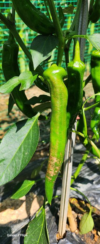 청람정상님의 자유주제 · 자유게시판 작성글 사진