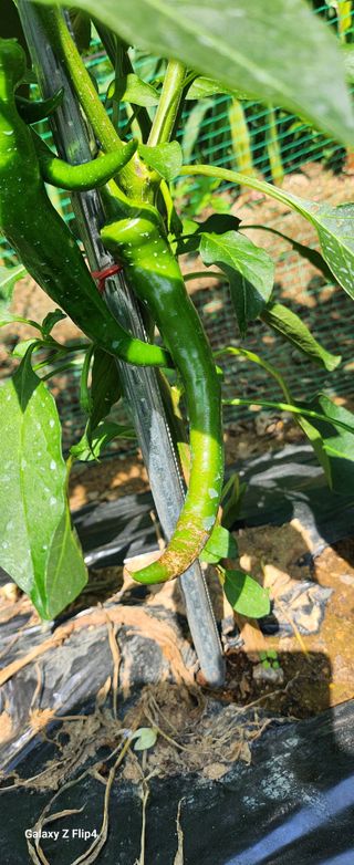 청람정상님의 자유주제 · 자유게시판 작성글 사진