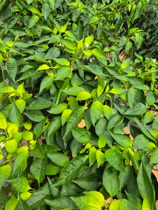 시골뜨기님의 농사, 무엇이든 물어보세요! · 참여글 작성글 사진