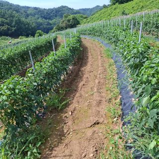 오영도님의 자유주제 · 자유게시판 작성글 사진