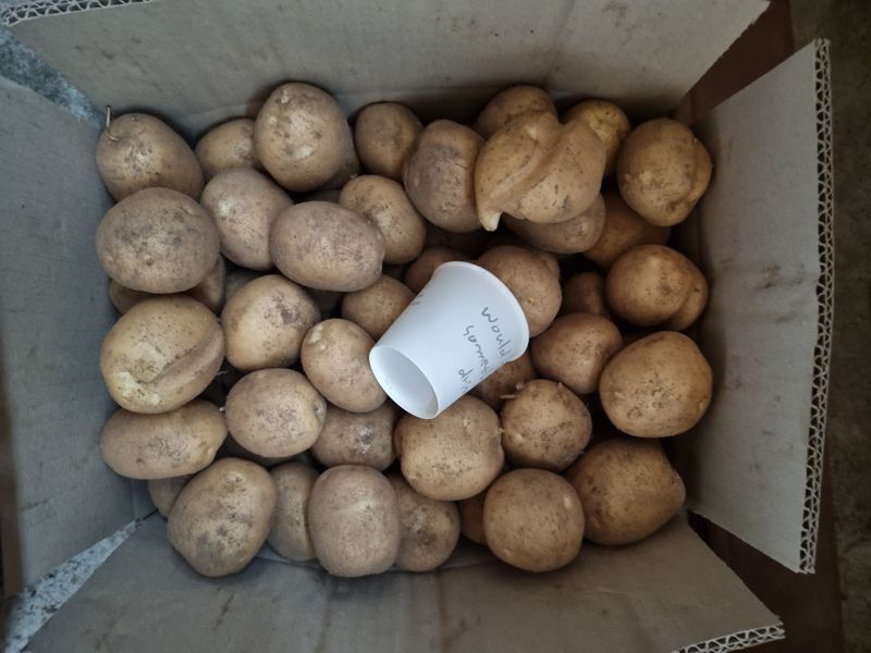 원인호님의 장터 판매 상품 [햇감자 10키로] 첨부 사진