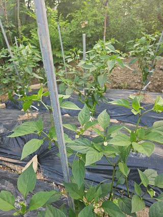 청산거사님의 자유주제 · 자유게시판 작성글 사진