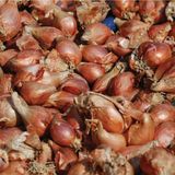 팜모닝 자유주제·자유게시판 게시글 이미지