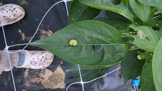 용인농부님의 고추 · 일상 작성글 사진