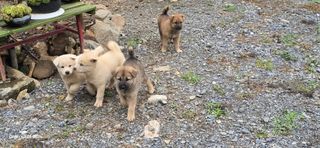 이종록님의 자유주제 · 자유게시판 작성글 사진