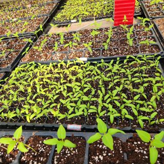 고추13184님의 자유주제 · 자유게시판 작성글 사진