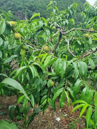 김용대님의 자유주제 · 자유게시판 작성글 사진