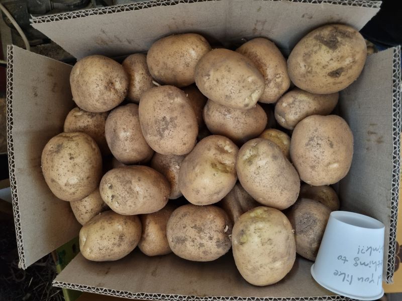 원인호님의 장터 판매 상품 [햇감자 10키로] 첨부 사진