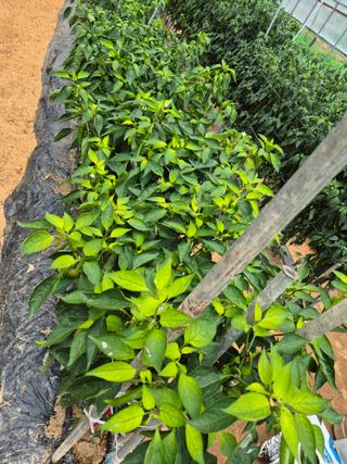 시골뜨기님의 농사, 무엇이든 물어보세요! · 참여글 작성글 사진