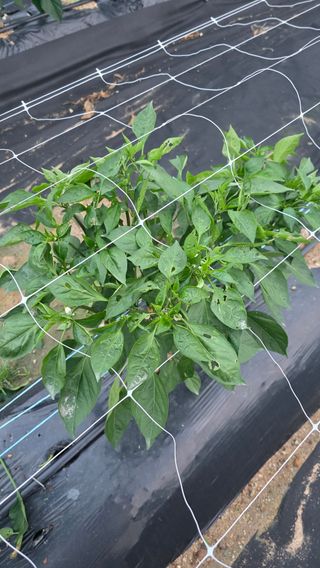 용인농부님의 고추 · 일상 작성글 사진