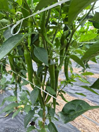 청운농원육묘장님의 고추 · 지주설치•유인•성장 작성글 사진