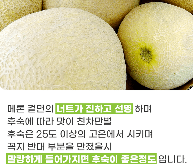 스피드번님의 장터 판매 상품 [머스크 메론] 첨부 사진