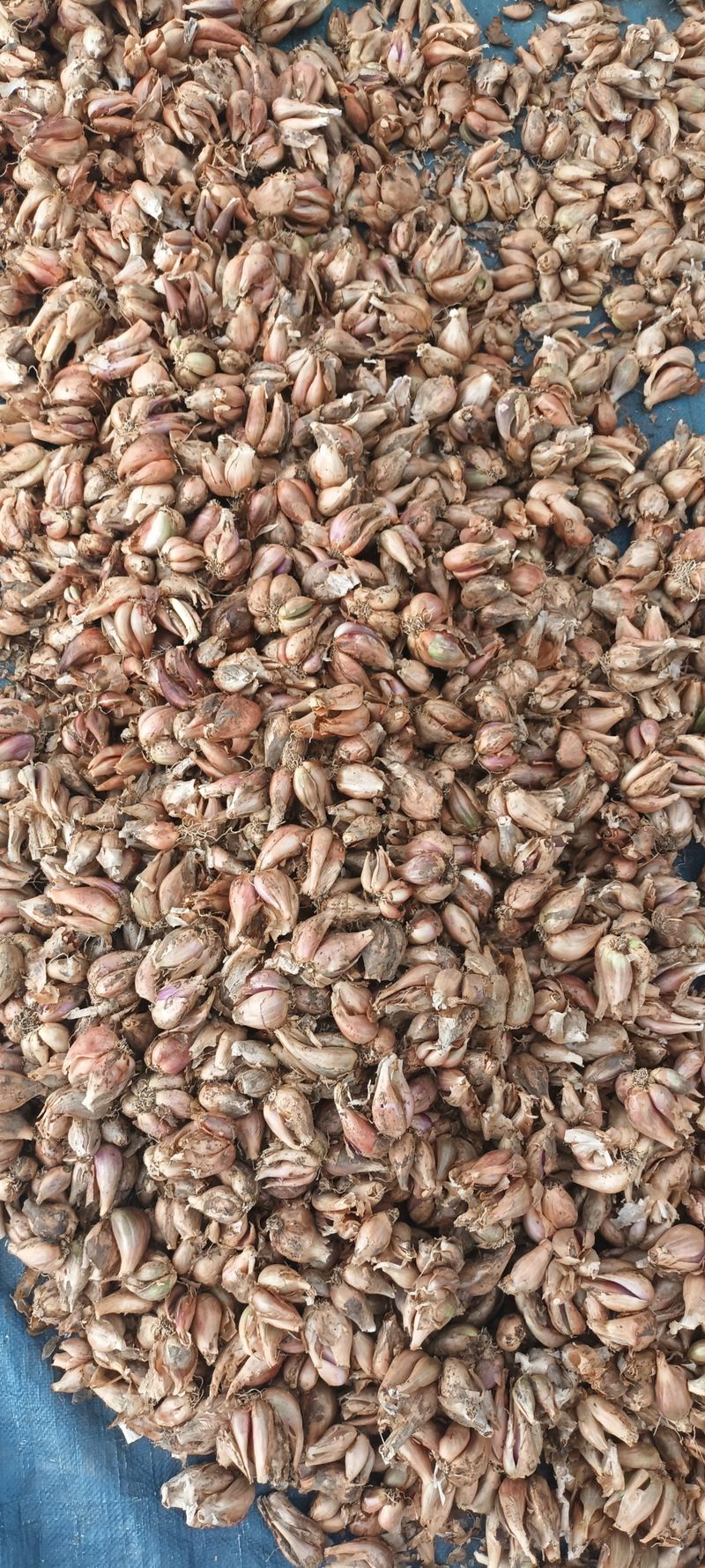 장터 상품 [쪽파씨앗 1키로] 썸네일