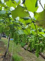 팜모닝 자유주제·자유게시판 게시글 이미지